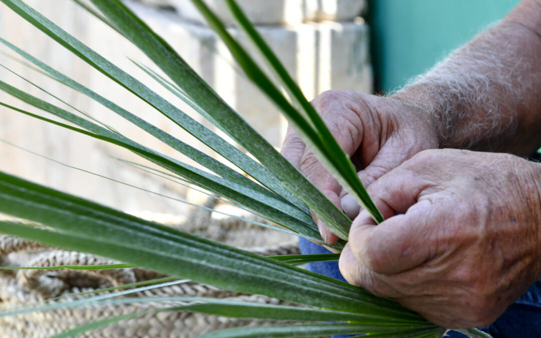 What is the Dwarf Palm? A Plant Intertwined with Sicily