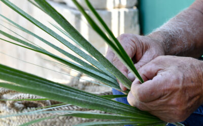 What is the Dwarf Palm? A Plant Intertwined with Sicily